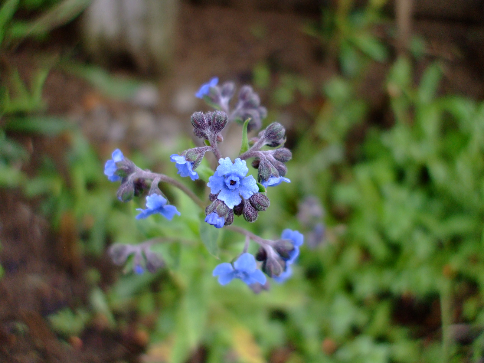 Hackelia floribunda